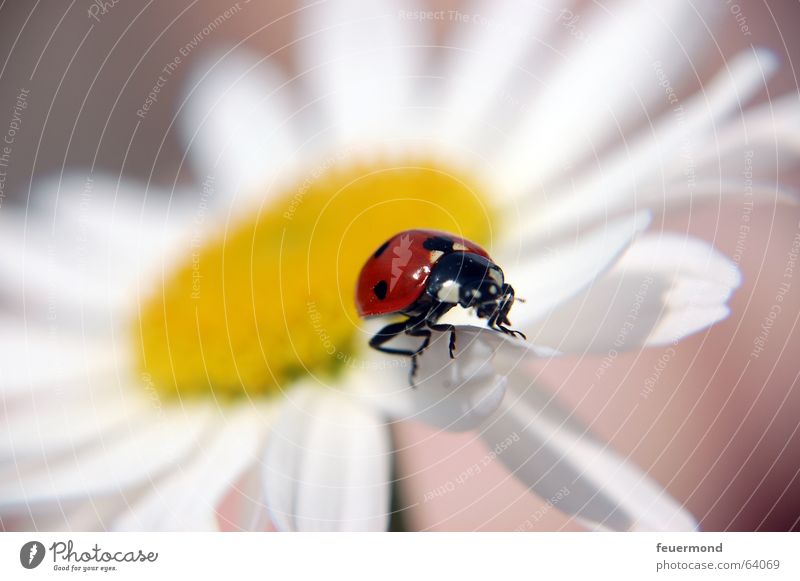 Käfer flieg! Marienkäfer Blüte Insekt Tier rot gelb weiß Pflanze Sommer Blütenblatt planen Makroaufnahme margarite Margerite