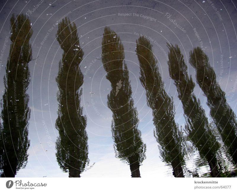 unter pappeln Pappeln Reflexion & Spiegelung Park ruhig Baum Wasser reflektion Natur Erholung Reihe mehrere freizeitanlage