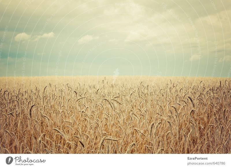 im Felde Umwelt Natur Landschaft Pflanze Erde Luft Himmel Wolken Horizont Sonne Sonnenlicht Sommer Herbst Klima Schönes Wetter Nutzpflanze leuchten stehen