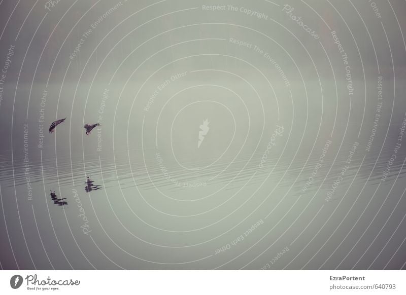 Landung Umwelt Natur Landschaft Luft Wasser Herbst Klima Wetter schlechtes Wetter Nebel Seeufer Tier Wildtier 2 Tierpaar dunkel Zusammensein kalt braun grau