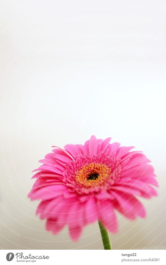 magenta flower II Blume Gerbera rosa Blüte Stengel Verlauf Frühling einzeln Vor hellem Hintergrund weiße wand grüner stengel grüner stiel Freude Blühend orange