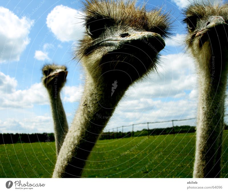 Die drei Musketiere Wolken Blick Laune ernst Neugier beobachten Schlechte Laune Vogel Tier Blumenstrauß Himmel Auge Interesse Überwachungsstaat Launisch