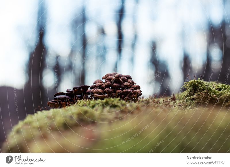 Gruppenkuscheln Natur Pflanze Erde Moos Wald Baumstumpf Pilz Baumpilz mehrere Büschel Waldboden ökologisch Farbfoto Menschenleer Textfreiraum oben Gegenlicht