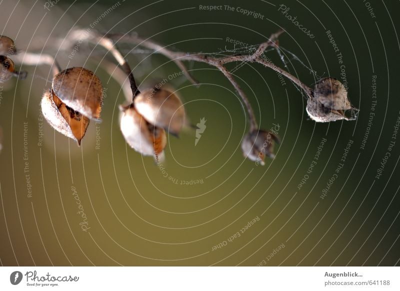 geöffnet... harmonisch Feierabend Herbst Blüte einzigartig nah natürlich trocken Wärme Gelassenheit stagnierend Stimmung Unendlichkeit Vergangenheit