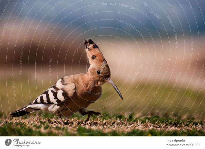 Wo ist der Wurm? Umwelt Natur Wiese Tier Wildtier Vogel Wiedehopf Rackenvögel 1 entdecken Umweltschutz Suche picken stolzieren Nahrungssuche Artenschutz