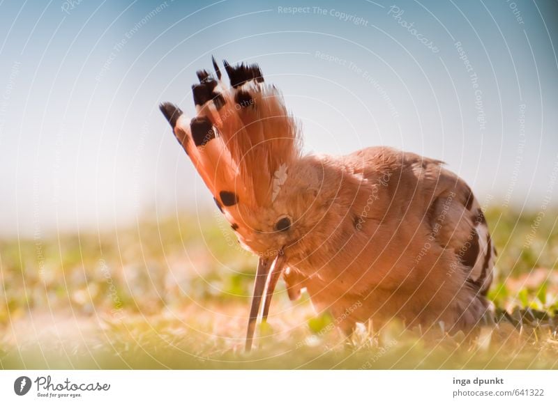 Wo ist der nächste Wurm? Umwelt Natur Tier Vogel Wiedehopf Feder Schnabel Umweltschutz Naturschutzgebiet Artenschutz Rackenvögel Essen Fressen Suche Farbfoto