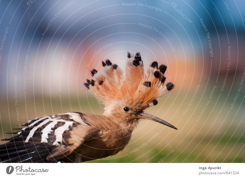 Indianerhäuptling Umwelt Natur Tier Naturschutzgebiet Artenschutz vogelschutz Wildtier Tiergesicht Flügel Vogel Singvögel Wiedehopf Rackenvögel 1 Brunft