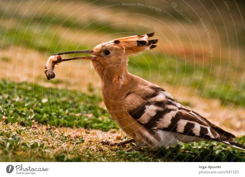 Mahlzeit! Umwelt Natur Landschaft Tier Vogel Zoo 1 fangen Fressen füttern Wiedehopf Wurm picken Lebensmittel Rackenvögel Farbfoto Außenaufnahme Menschenleer Tag