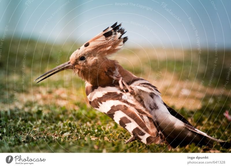 Gefiederpflege Umwelt Natur Tier Wildtier Vogel Flügel Wiedehopf Rackenvögel 1 Umweltschutz Feder Reinigen Schnabel Lebewesen Farbfoto Außenaufnahme