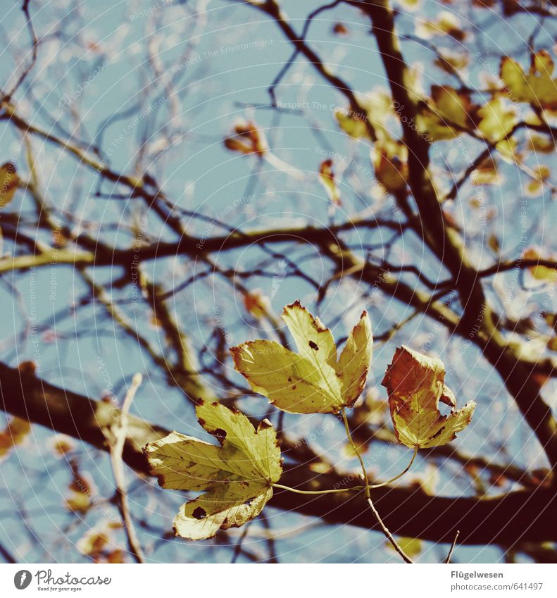 Herbstlich Umwelt Natur Landschaft Pflanze Tier Urelemente Frühling Klima Klimawandel Wetter Schönes Wetter schlechtes Wetter Nebel Baum Mut Herbstlaub