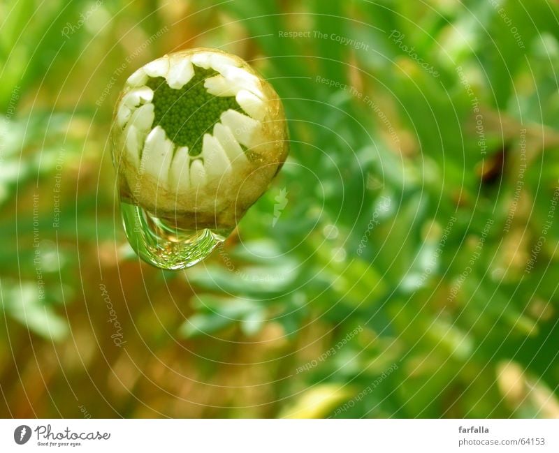 Wassertropfen Blume Blüte geschlossen weiß gürn