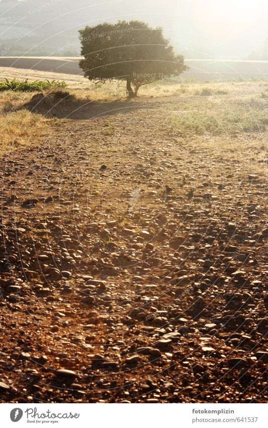 Baum in trockener, steiniger Landschaft Feld Acker Geröllfeld Steinfeld Erholung wandern Wärme Gelassenheit geduldig ruhig Einsamkeit Zufriedenheit einzigartig