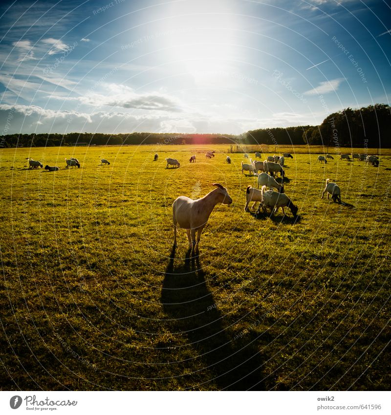 Ziegfried Umwelt Natur Landschaft Pflanze Tier Himmel Wolken Horizont Klima Wetter Schönes Wetter Gras Wiese Wald Gehege Weide Nutztier Ziegen Geißbock Herde