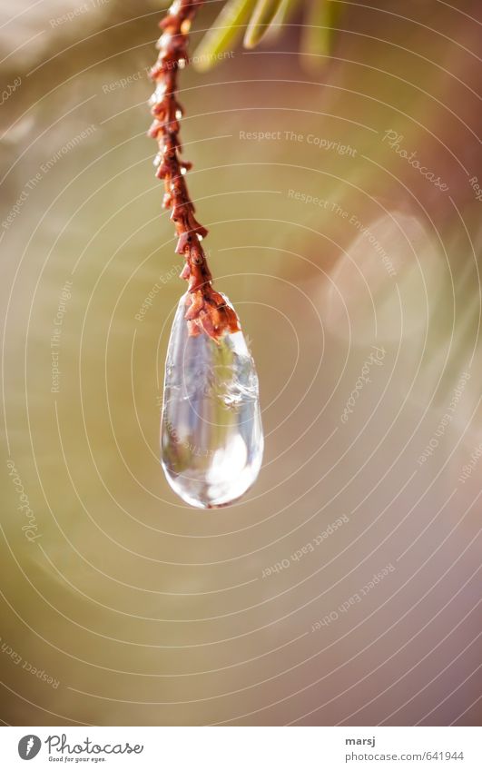 Einfach mal abhängen II harmonisch Zufriedenheit Erholung Natur Wasser Wassertropfen Herbst Winter Eis Frost Pflanze Fichte Ast glänzend leuchten träumen