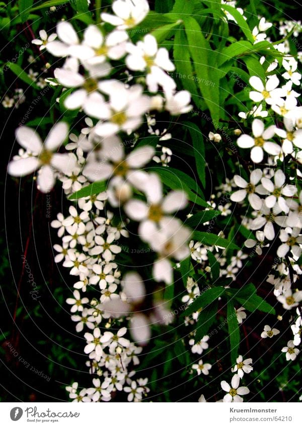 Sommer Blume Blüte weiß Frühling Blatt schön gruga