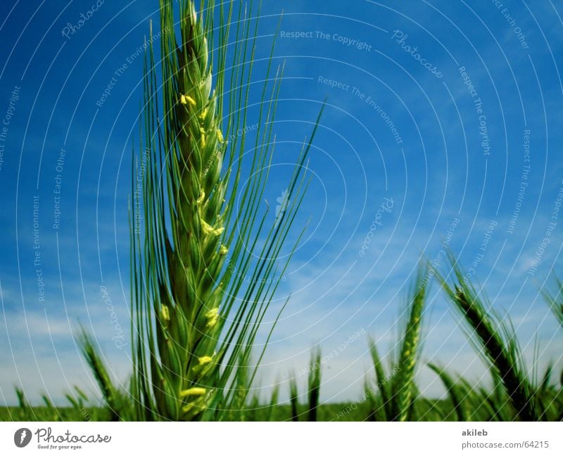 Roggen Feld Sommer gelb grün Himmel erste Erfolg Getreide Korn blau sky vorreiter