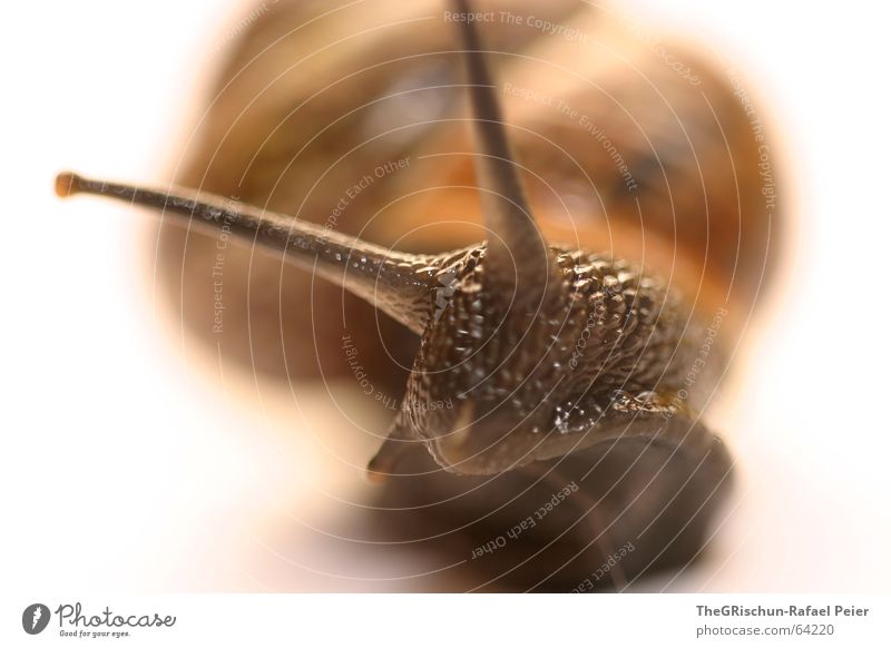 Snail Frieden Haus braun Fühler Schleim Glätte gelb Hülse Tier langsam sanft stubenrein Schnecke schnägg snail fotogen kampfschnecke achtung gefahr lindorna