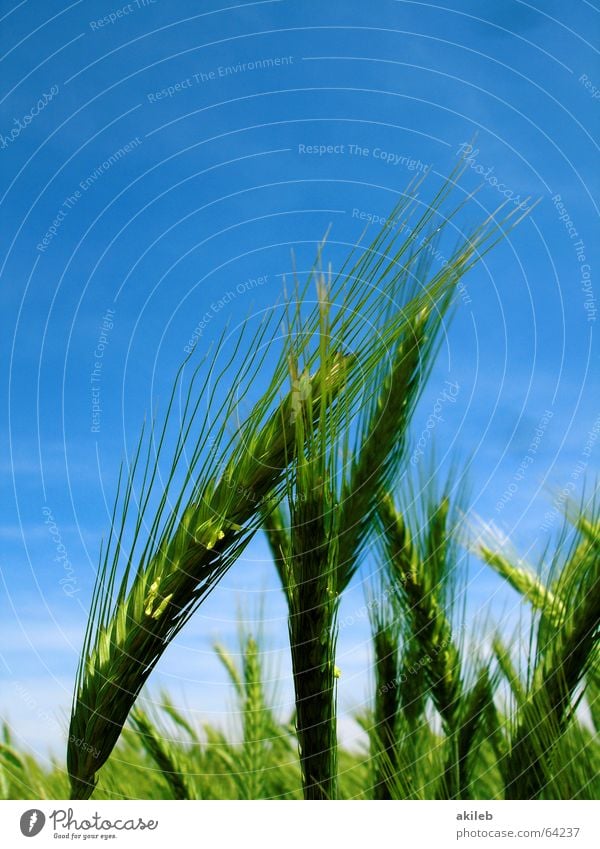 Roggen Feld Sommer gelb grün Himmel anlehnen abstützen Zuneigung Getreide Korn blau sky parnter