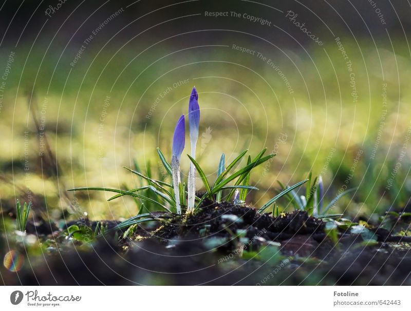 Der Frühling kommt!! Umwelt Natur Pflanze Urelemente Erde Blume Blatt Blüte Garten Park Wiese hell Krokusse Frühblüher Farbfoto mehrfarbig Außenaufnahme