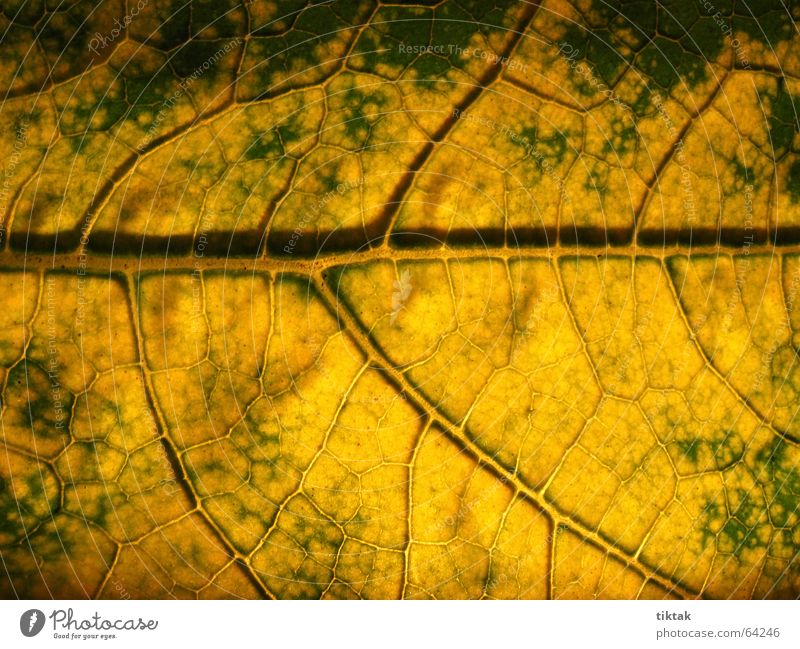 Labyrinth der Zucchini 4 Blatt Gefäße Blattunterseite Botanik Pflanze grün gelb braun Blattadern Licht Beleuchtung welk Blattgrün Wachstum Versorgung Physik