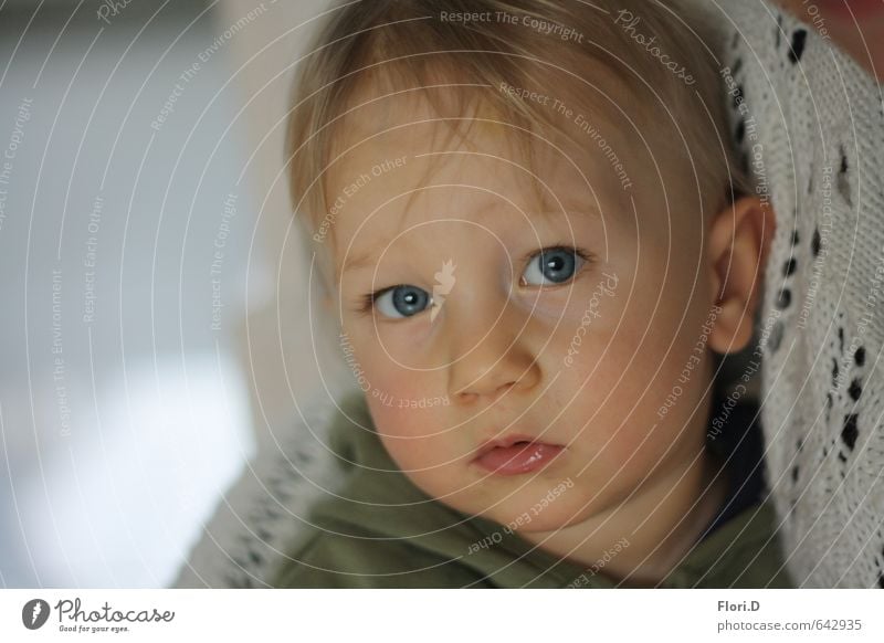 Geborgenheit Kleinkind Junge Auge 1 Mensch 1-3 Jahre blond kuschlig natürlich Vertrauen Sicherheit Schutz Warmherzigkeit Farbfoto Nahaufnahme Tag Porträt