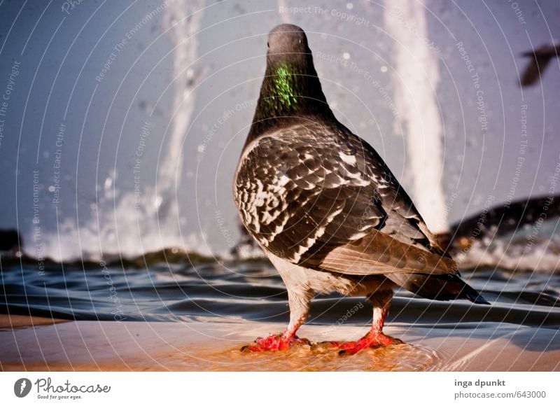 Ein Bad jetzt? Umwelt Natur Tier Urelemente Wasser Himmel Schönes Wetter Park Kleinstadt Stadt Wildtier Vogel Taube Zoo 1 Schwimmen & Baden Blick frisch kalt