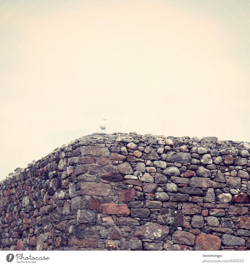 möwenschiss Umwelt Natur Landschaft Mauer Wand Tier Vogel 1 braun grau weiß Möwe Möwenvögel Mauerstein Steinmauer Backstein Bruchstein Schottland Außenaufnahme