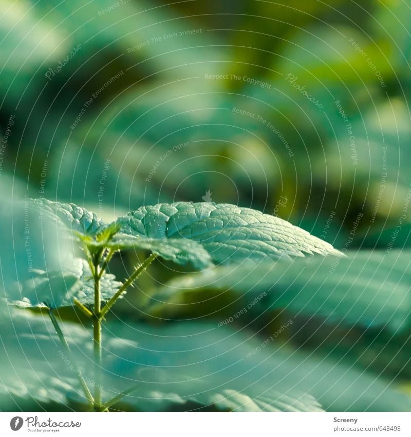 In die Nesseln gesetzt... Natur Pflanze Brennnessel Brennnesselblatt Wald grün Gelassenheit geduldig ruhig Sträucher Schmerz brennen Farbfoto Außenaufnahme