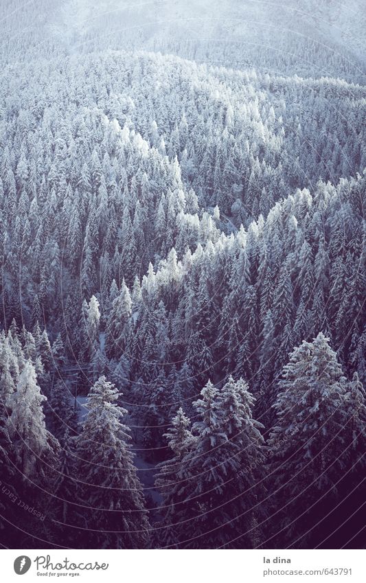 into the wild Umwelt Natur Landschaft Winter Wald Hügel Berge u. Gebirge kalt Schweiz Kanton Graubünden Scuol Baumkrone Ferne Farbfoto Außenaufnahme Morgen