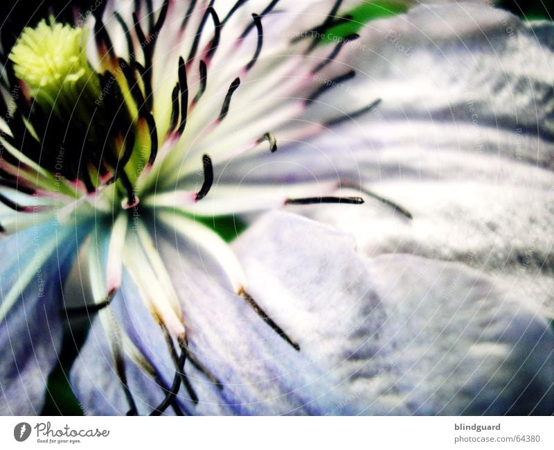 Künstliche Befruchtung ... Blume Makroaufnahme weiß zart Blüte flower irgendwie fehlen mir hier Kennwort Detailaufnahme Garten