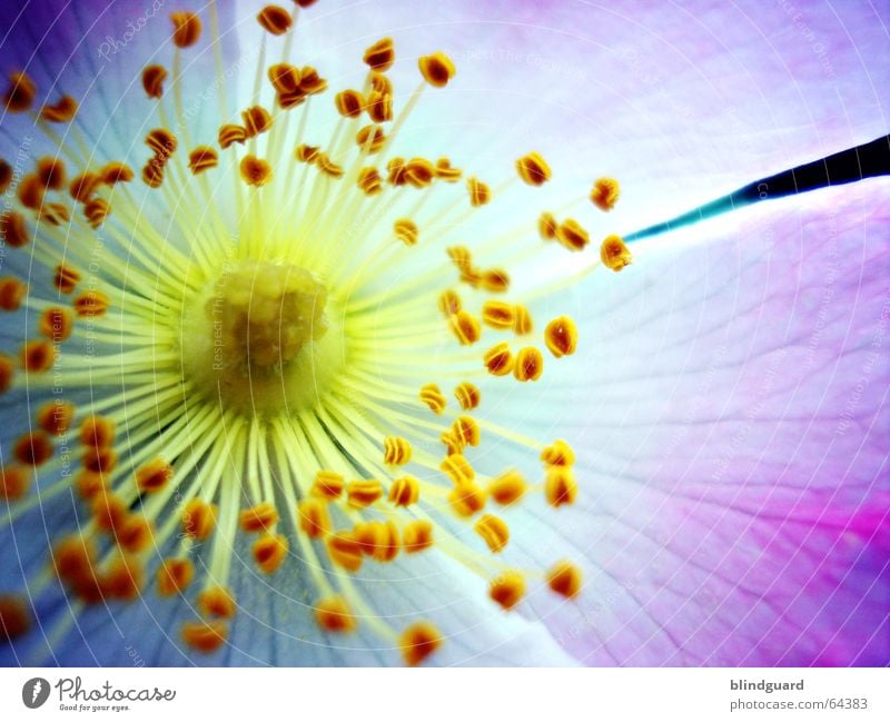 Blütenstaub Blume Pollen rosa gelb weiß zart verwundbar Frühling Sommer frisch flower colours