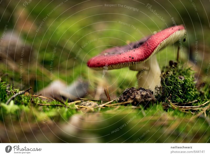 Pilz Lebensmittel Bioprodukte Vegetarische Ernährung Diät Umwelt Natur Pflanze Herbst Moos Wildpflanze waldpilz Täubling Wald Wachstum schön lecker natürlich