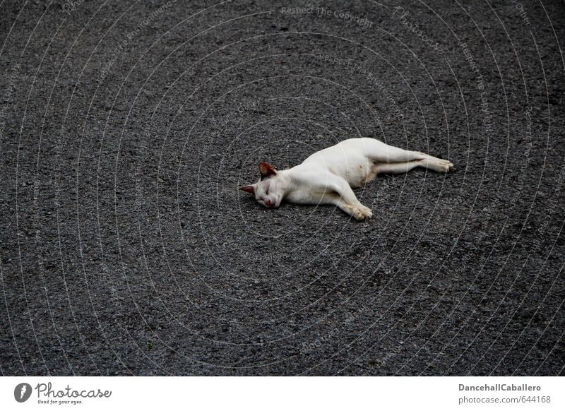 street cat Lifestyle Freiheit Tier Menschenleer Straße Asphalt Haustier Katze 1 liegen schlafen grau weiß Zufriedenheit Geborgenheit Tierliebe ruhig Erholung