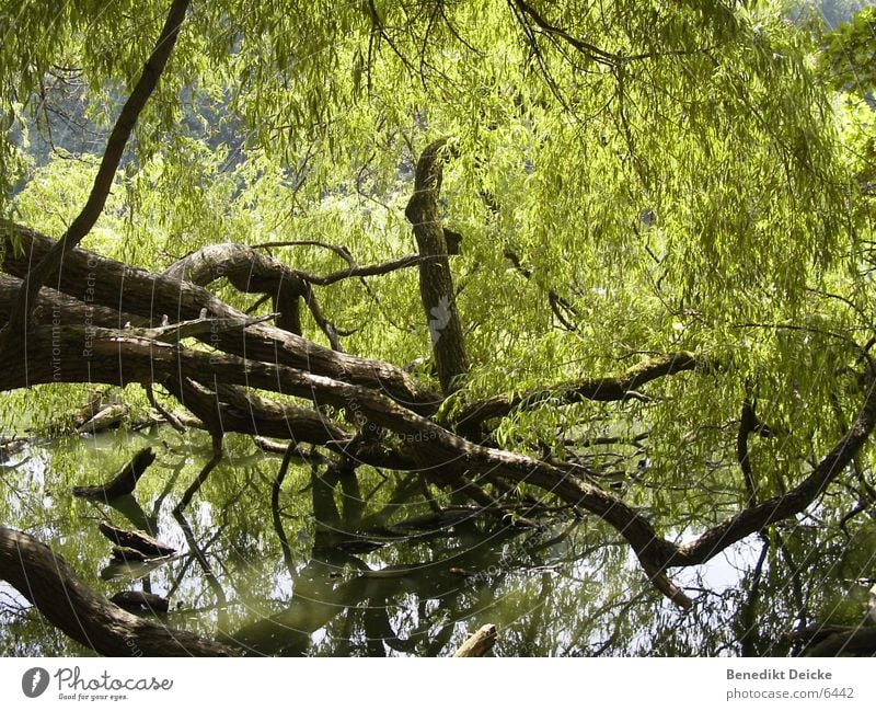 Grünzeug Baum See Park grün Wasser Ast Baumstamm