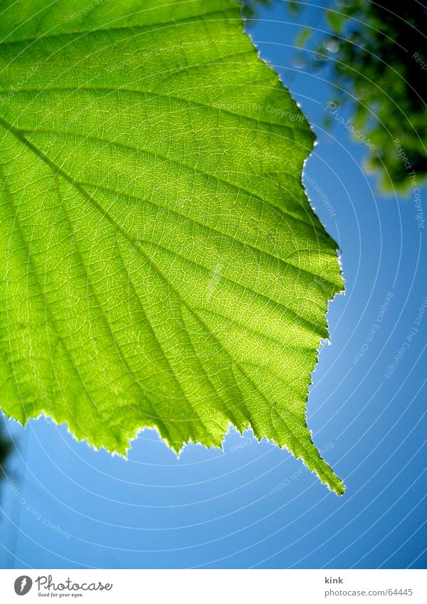 Green leaf Blatt grün Licht Baum blau Gegenlicht Silhouette Himmel