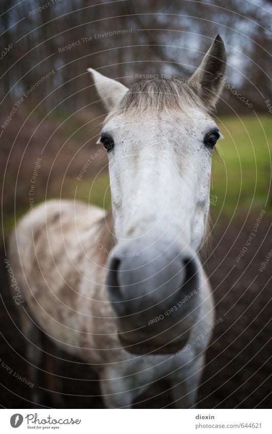 Samtschnauze Wiese Tier Nutztier Pferd Schimmel 1 Blick stehen Freundlichkeit schön kuschlig natürlich Farbfoto Außenaufnahme Menschenleer Tag