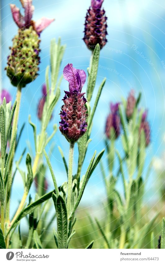 Schopflavendel Lavendel Provence Pflanze Blume Blüte Heilpflanzen violett Sommer Duft lavender Garten garden purple blau Himmel Blauer Himmel