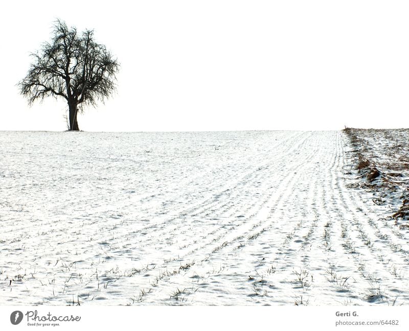 einzelner Baum steht links oben am Bildrand auf einem schneebedeckten Acker Landwirtschaft Feld Schnee weiß schwarz graphisch Einsamkeit Ferne Schneelandschaft