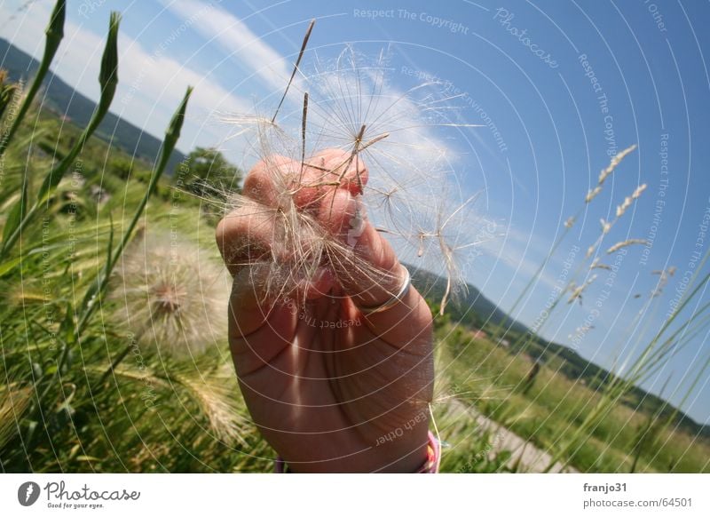 big Pusteblume Hand Sommer Wiese Wolken grün Panorama (Aussicht) Samen Landschaft Himmel blau groß