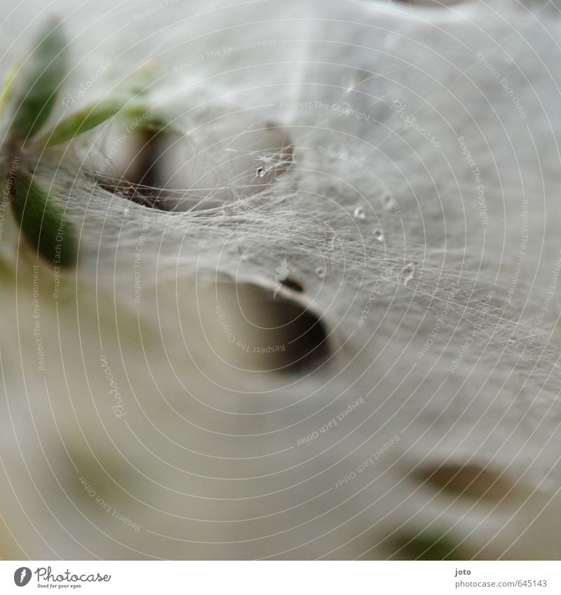 umwoben Natur Wassertropfen Pflanze Blatt Netz hängen stark weich ästhetisch Design einzigartig Netzwerk rein Vergänglichkeit Wachstum Zusammenhalt leicht fein