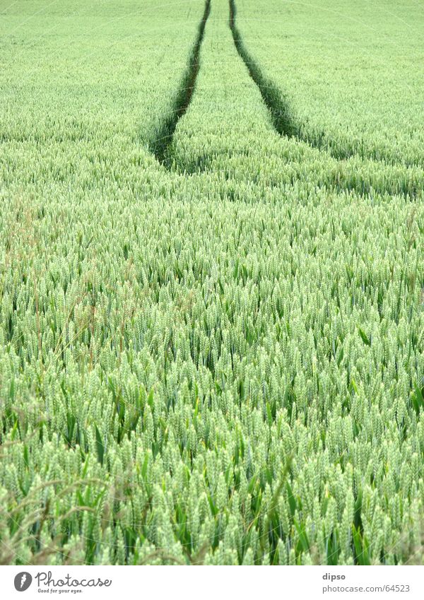 Der Feldweg Ähren Roggen Spuren Landwirtschaft grün Schleswig-Holstein Abendsonne Wege & Pfade Traktorspur