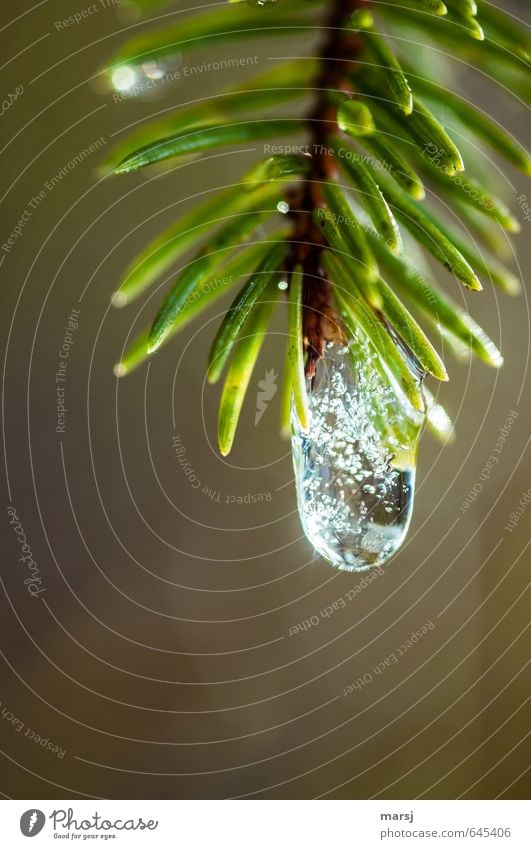 Eis-Tropfen mit Einschlüssen Natur Urelemente Wasser Wassertropfen Sonnenlicht Herbst Winter Frost Pflanze Baum Grünpflanze Wildpflanze Fichtennadeln Ast