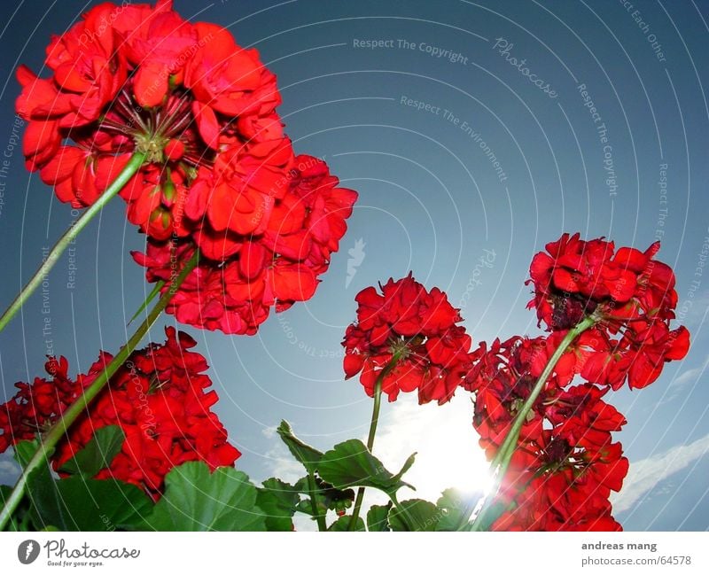 Immer der Sonne entgegen... und noch weiter Blume rot Blatt grün Himmel Sonnenstrahlen Licht flower flowers red leaf leafs sky sun light hoch