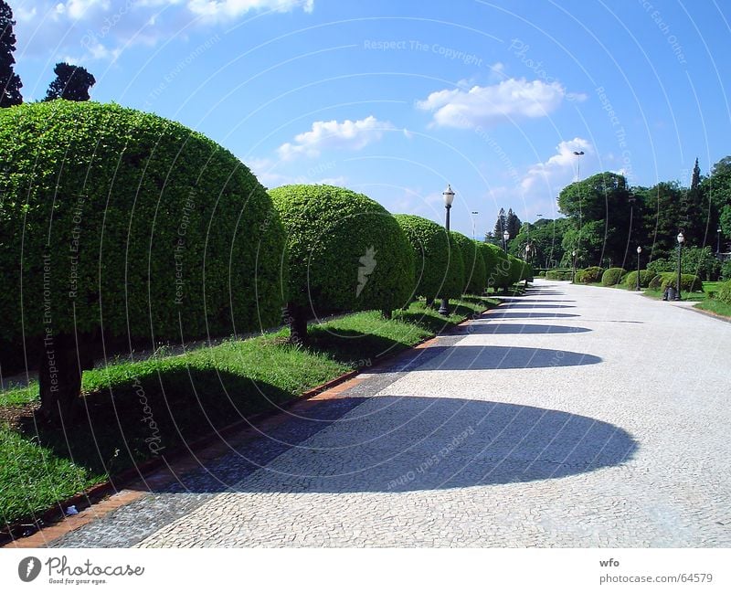 Garden's Ipiranga museum Himmel Durchgang Natur Brasilien Park Museum Garten garden ipiranga tree blue sky way road