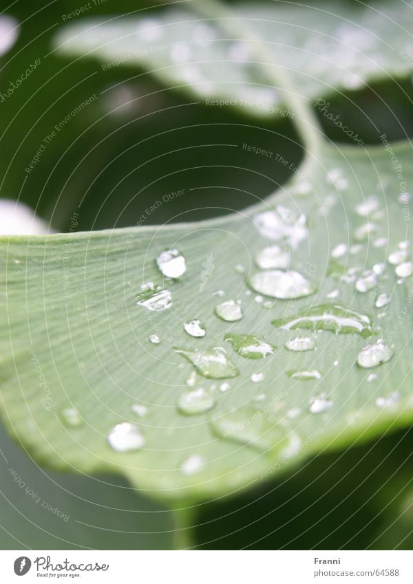 green grün Blatt Pflanze Baum Regen Natur Garten