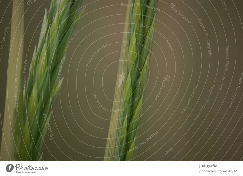 Ähren Gras grün Wachstum Strand Blüte Sommer Küste rispen Samen Sand Stranddüne Linie Strukturen & Formen Spitze Pollen