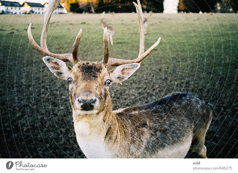 oh deer Umwelt Natur Tier Schönes Wetter Wiese Nutztier Wildtier Hirsche Damwild füttern Jagd braun grün Tierliebe Neugier Farbfoto Außenaufnahme Abend Licht