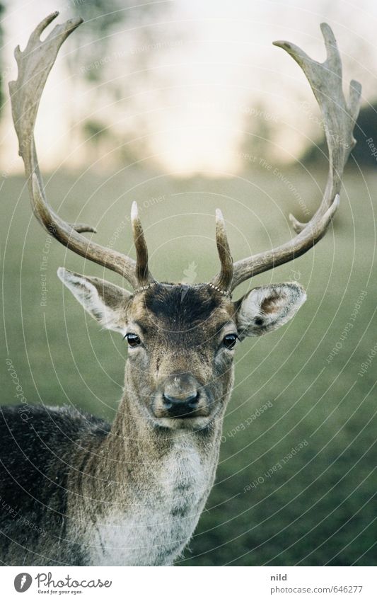 oh deer Umwelt Natur Tier Schönes Wetter Tiergesicht Hirsche Damwild elegant grau grün Horn Gehege Wildtier Stolz Farbfoto Außenaufnahme Nahaufnahme Tag Abend