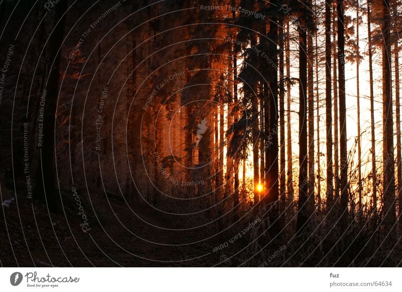 Sonnenuntergang im Schwarzwald Wald Winter Nebel Romantik Landschaft sonnenuntergan Abenddämmerung Wege & Pfade Freiheit Natur