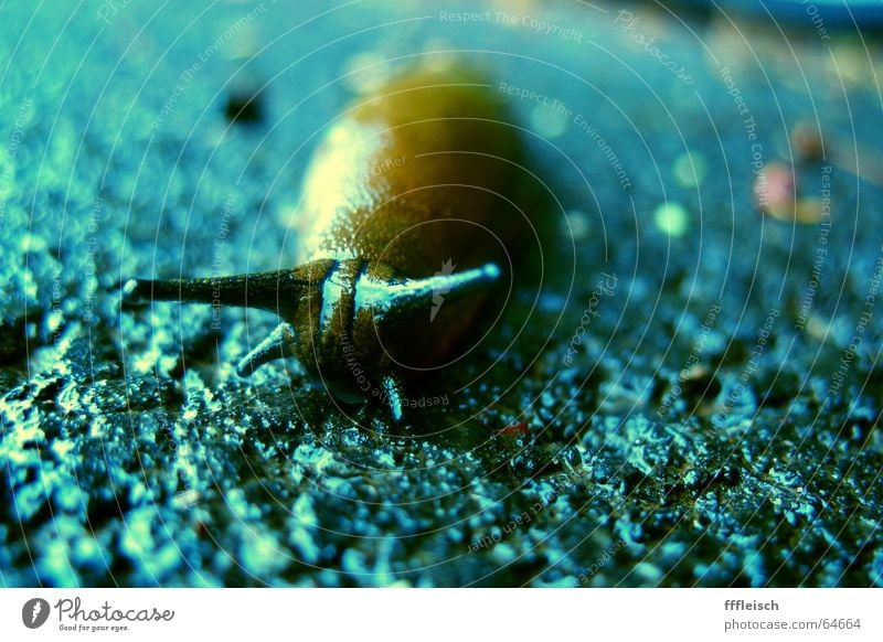 Einsame Schnecke Einsamkeit Nacktschnecken Tier Asphalt Trauer fühlermblau Traurigkeit